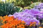 USA, Los Angeles, California. Brilliant color blooming succulents Art Print
